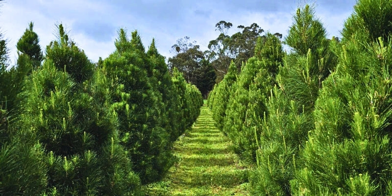 Freshly cut premium Christmas trees in Melbourne