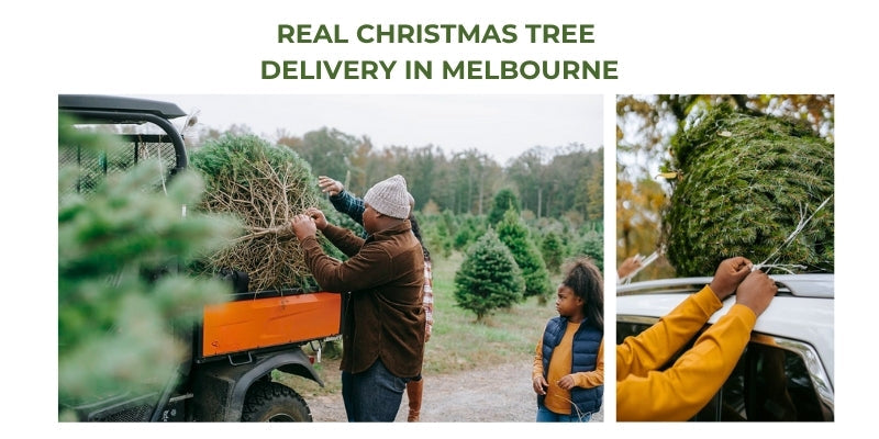 Freshly cut premium Christmas trees in Melbourne