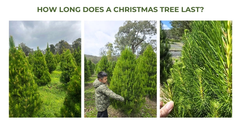How long does a real Christmas tree last?