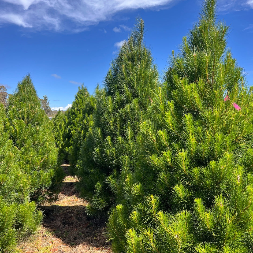 Fresh cut Real Christmas Tree 5ft